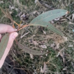 Eucalyptus blakelyi at Bruce, ACT - 17 Aug 2024 03:56 PM