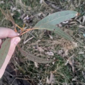 Eucalyptus blakelyi at Bruce, ACT - 17 Aug 2024