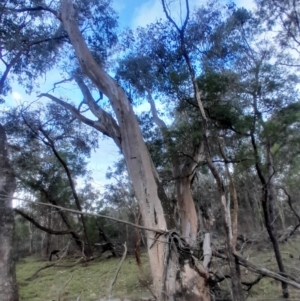 Eucalyptus blakelyi at Bruce, ACT - 17 Aug 2024