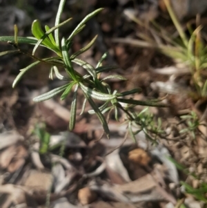 Xerochrysum viscosum at O'Connor, ACT - 17 Aug 2024