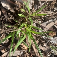 Xerochrysum viscosum at O'Connor, ACT - 17 Aug 2024