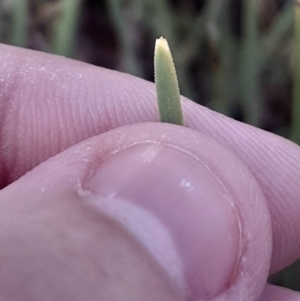 Lomandra filiformis subsp. coriacea at O'Connor, ACT - 17 Aug 2024