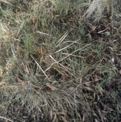 Lomandra filiformis subsp. coriacea at O'Connor, ACT - 17 Aug 2024