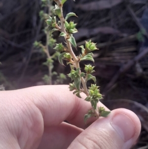 Pultenaea procumbens at Bruce, ACT - 17 Aug 2024