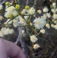 Acacia genistifolia (Early Wattle) at Bruce, ACT - 17 Aug 2024 by Venture