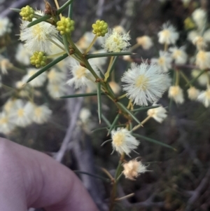 Acacia genistifolia at Bruce, ACT - 17 Aug 2024