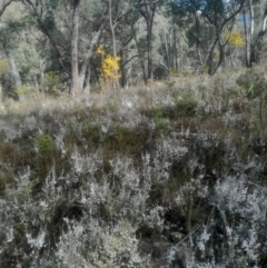 Leucopogon attenuatus (Small-leaved Beard Heath) at Bruce, ACT - 17 Aug 2024 by Venture