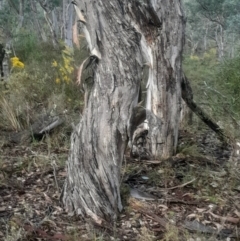 Eucalyptus polyanthemos subsp. polyanthemos (Red Box) at Bruce, ACT - 17 Aug 2024 by Venture