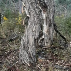 Eucalyptus polyanthemos subsp. polyanthemos at Bruce, ACT - 17 Aug 2024