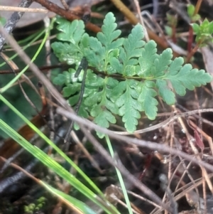 Cheilanthes sieberi subsp. sieberi at Bruce, ACT - 17 Aug 2024 02:53 PM