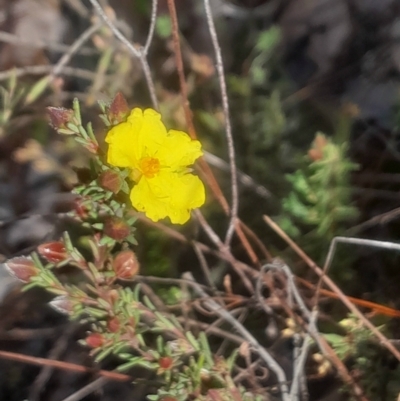 Hibbertia calycina (Lesser Guinea-flower) at Bruce, ACT - 17 Aug 2024 by Venture