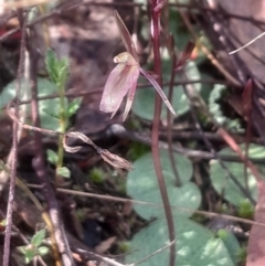 Cyrtostylis reniformis (Common Gnat Orchid) at Bruce, ACT by Venture