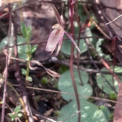 Cyrtostylis reniformis (Common Gnat Orchid) at Bruce, ACT by Venture