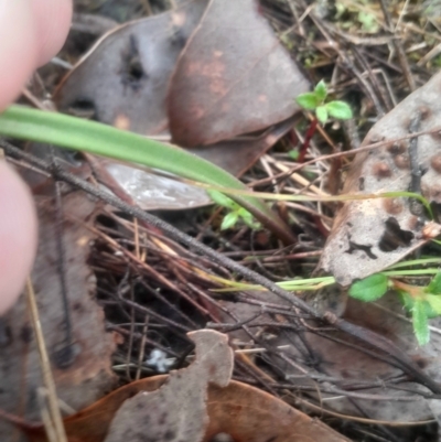 Thelymitra sp. (A Sun Orchid) at Bruce, ACT - 17 Aug 2024 by Venture