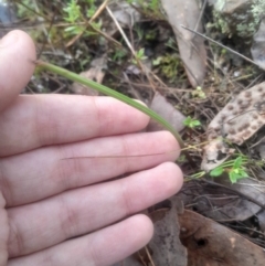 Thelymitra sp. at Bruce, ACT - suppressed