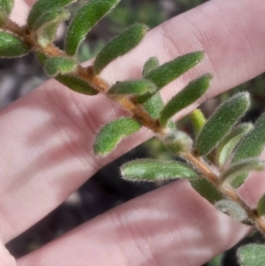 Grevillea alpina at Bruce, ACT - 17 Aug 2024