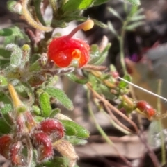 Grevillea alpina at Bruce, ACT - 17 Aug 2024