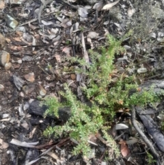 Grevillea alpina at Bruce, ACT - 17 Aug 2024