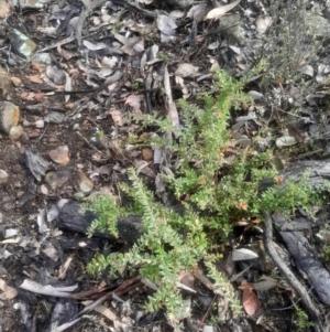 Grevillea alpina at Bruce, ACT - 17 Aug 2024