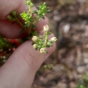 Olearia microphylla at Bruce, ACT - 17 Aug 2024