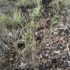 Olearia microphylla at Bruce, ACT - 17 Aug 2024 02:41 PM