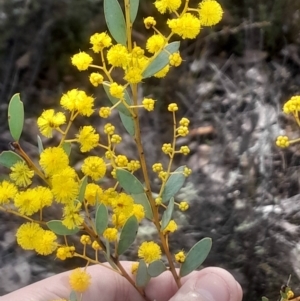 Acacia buxifolia subsp. buxifolia at Bruce, ACT - 17 Aug 2024