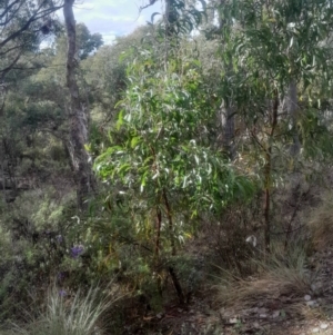 Acacia implexa at Acton, ACT - 17 Aug 2024