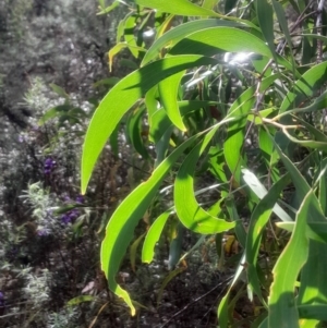 Acacia implexa at Acton, ACT - 17 Aug 2024