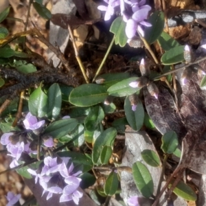 Hovea heterophylla at Acton, ACT - 17 Aug 2024