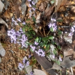 Hovea heterophylla at Acton, ACT - 17 Aug 2024