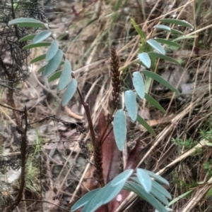 Indigofera australis subsp. australis at Acton, ACT - 17 Aug 2024