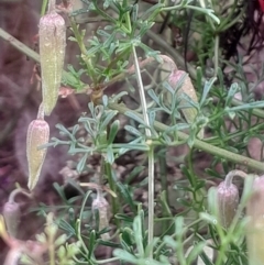 Clematis leptophylla (Small-leaf Clematis, Old Man's Beard) at Acton, ACT - 17 Aug 2024 by Venture