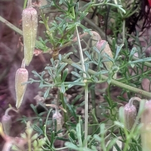 Clematis leptophylla at Acton, ACT - 17 Aug 2024