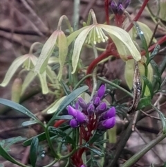 Clematis leptophylla at Acton, ACT - 17 Aug 2024