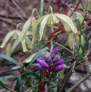 Clematis leptophylla at Acton, ACT - 17 Aug 2024