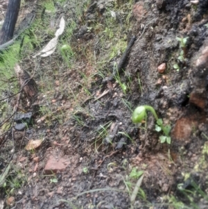 Pterostylis nutans at Acton, ACT - suppressed