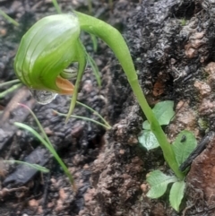 Pterostylis nutans at Acton, ACT - 17 Aug 2024