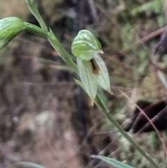 Bunochilus umbrinus (Broad-sepaled Leafy Greenhood) at Acton, ACT - 17 Aug 2024 by Venture