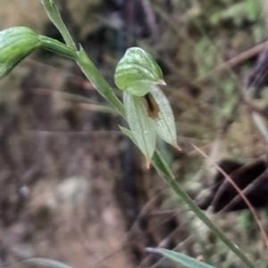 Bunochilus umbrinus (ACT) = Pterostylis umbrina (NSW) at suppressed - 17 Aug 2024