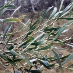 Daviesia mimosoides subsp. mimosoides at Acton, ACT - 17 Aug 2024