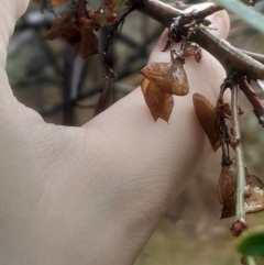 Daviesia mimosoides subsp. mimosoides at Acton, ACT - 17 Aug 2024