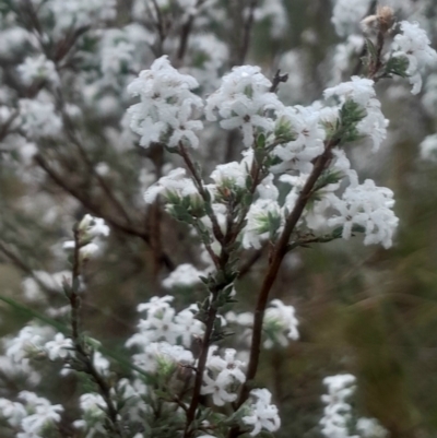 Leucopogon microphyllus var. pilibundus (Hairy Beard Heath) at Acton, ACT - 17 Aug 2024 by Venture