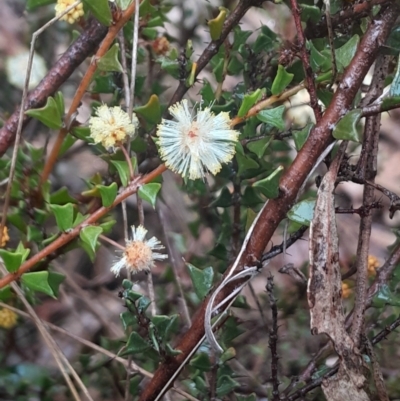 Acacia gunnii (Ploughshare Wattle) at Acton, ACT - 17 Aug 2024 by Venture