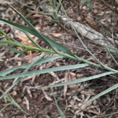 Stypandra glauca (Nodding Blue Lily) at Acton, ACT - 17 Aug 2024 by Venture