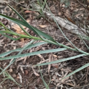 Stypandra glauca at Acton, ACT - 17 Aug 2024