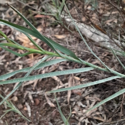 Stypandra glauca (Nodding Blue Lily) at Acton, ACT - 17 Aug 2024 by Venture