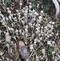 Cladonia verticillata (Ladder Lichen) at Acton, ACT - 17 Aug 2024 by Venture