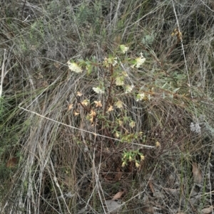 Pimelea linifolia subsp. linifolia at Acton, ACT - 17 Aug 2024