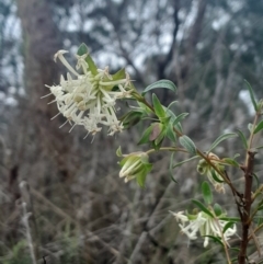 Pimelea linifolia subsp. linifolia at Acton, ACT - 17 Aug 2024