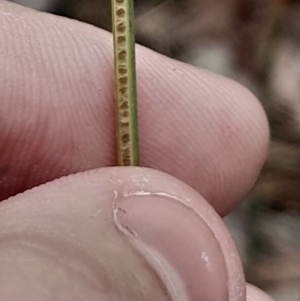 Juncus sp. at Acton, ACT - 17 Aug 2024